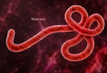JUST IN: FG Confirms Ebola Case in Abuja, Begins Tracing 44 Contacts